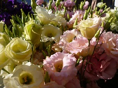 lisianthus pink and yellow